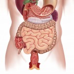 Come si  danneggia il colon e come ristabilirlo in modo naturale…