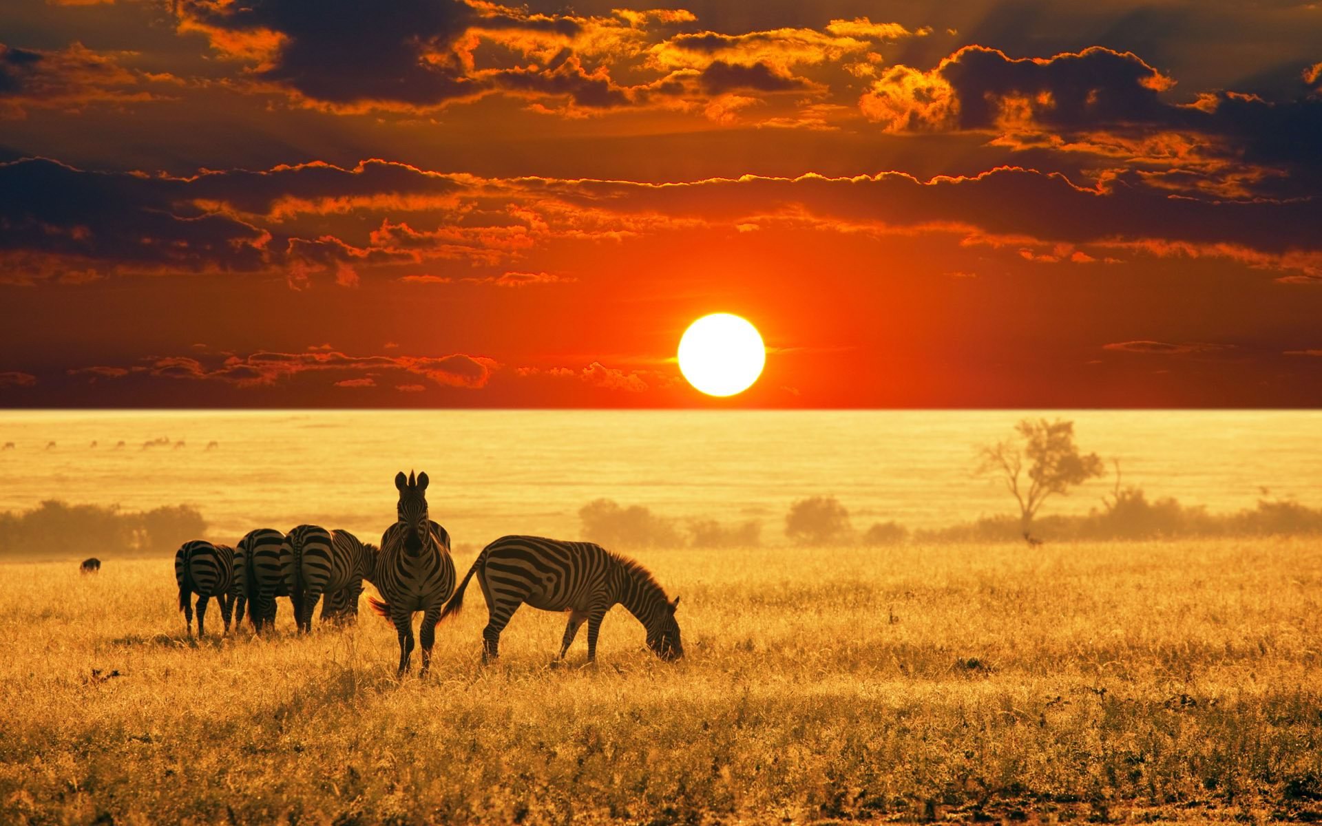 tramonti-paesaggi-natura-animali-fotografia-zebre-africa
